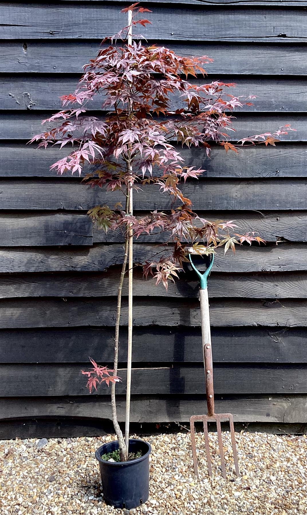 Acer Palmatum 'Bloodgood' | Bloodgood Japanese Maple - 100-150cm, 5lt ...