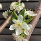 Plum - Prunus domestica - 150-180cm, 70lt