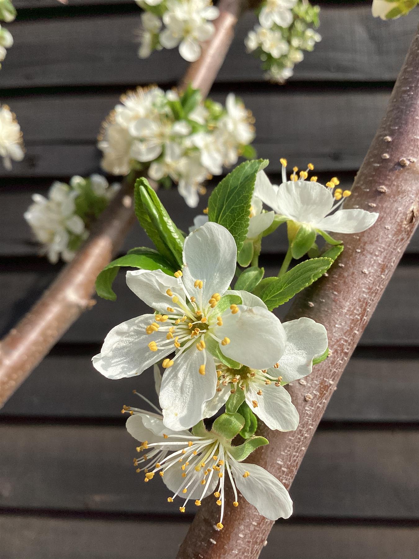 Plum - Prunus domestica - 150-180cm, 70lt