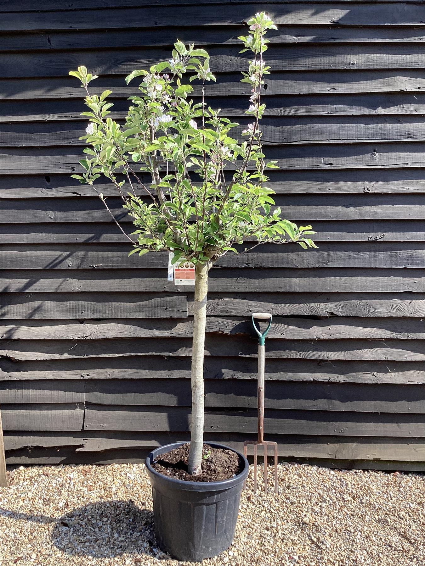 Apple | Malus Domestica 'Red Delicious' - Girth 18-20cm - 200-220cm - 50lt