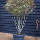 Photinia Robusta Compacta | Red-Leaf Photinia - Parachute - Height 140cm - 70lt