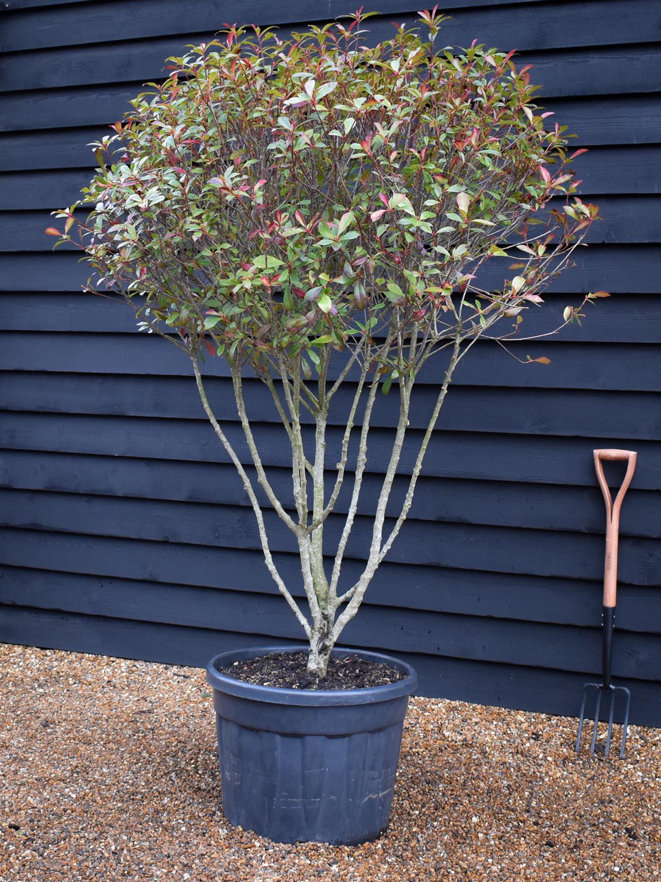 Photinia Robusta Compacta | Red-Leaf Photinia - Parachute - Height 140cm - 70lt