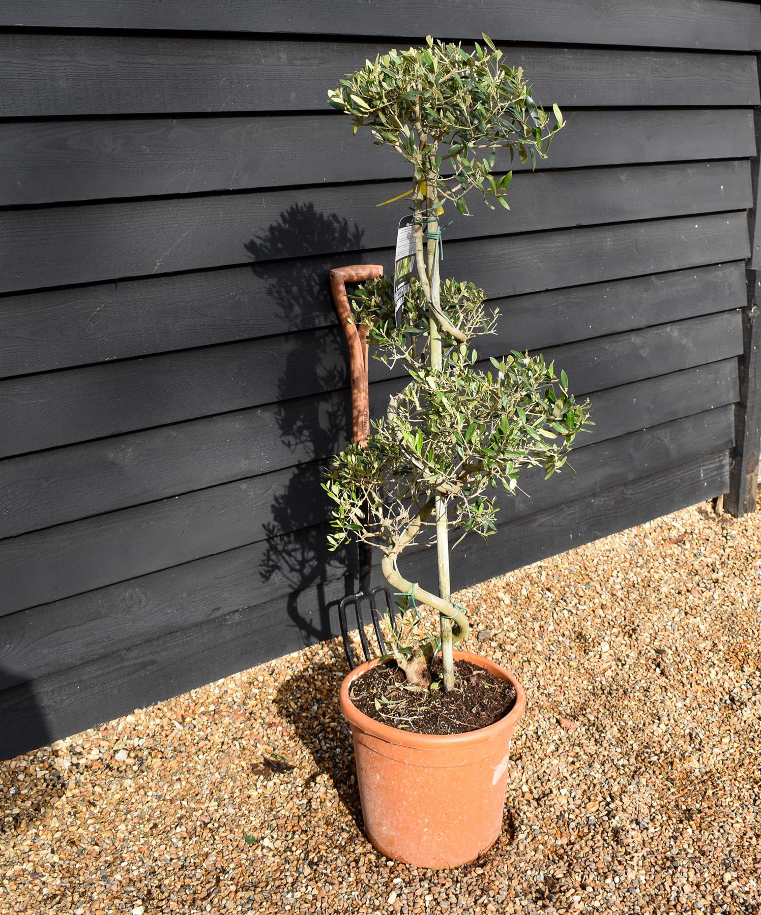 Olive Tree | Olea Europea - Spiral Cloud - Height 120-130cm - 18lt