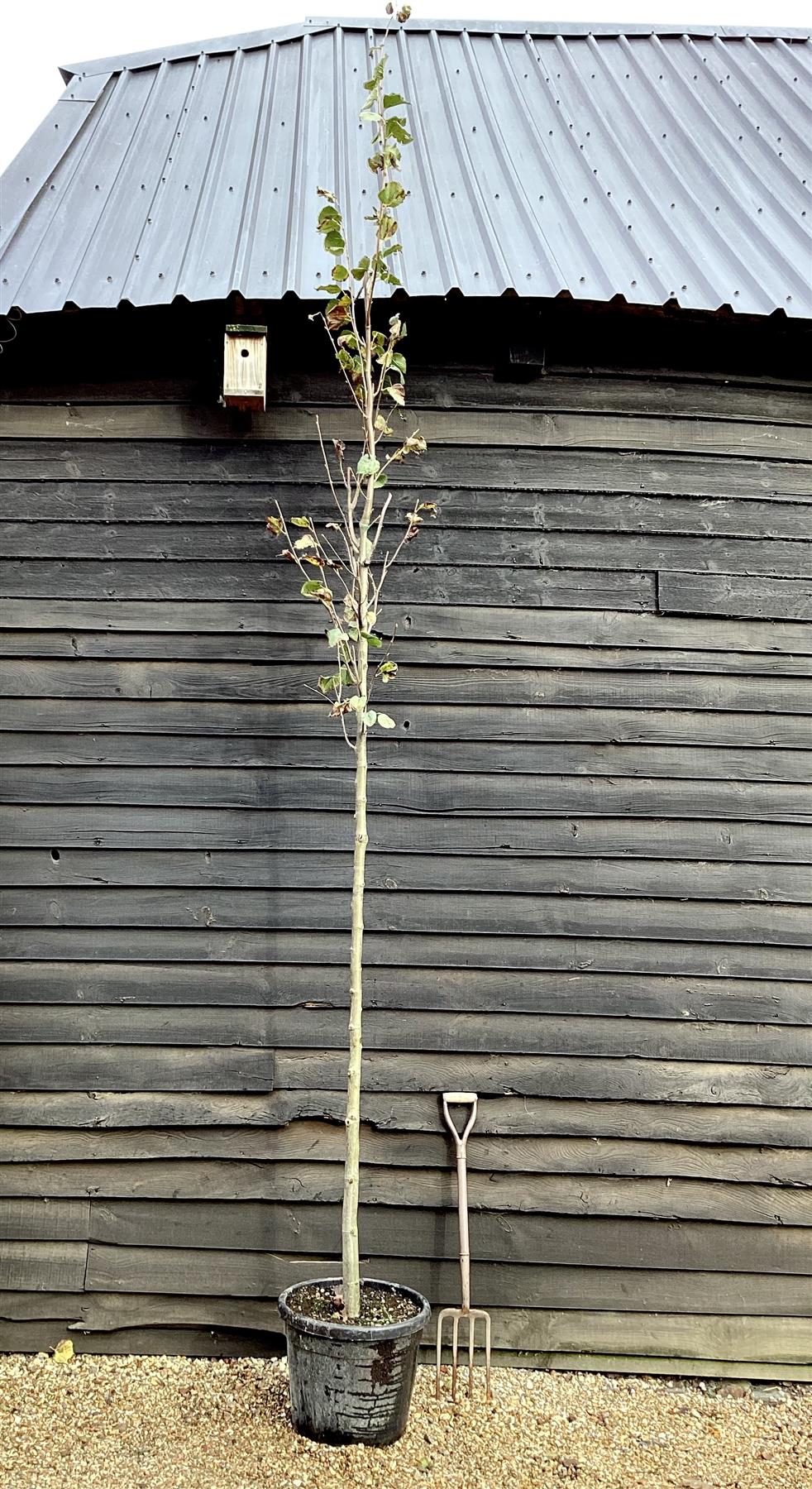 Tilia cordata Roelvo | Littleleaf Linden | Small-leaved Lime - Clear Stem - Standard - Girth 10-12cm - Height 300-320cm - 35lt