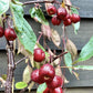 Malus Royal Beauty | Purple Weeping Crab Apple Tree - Height 160-180cm - 20lt