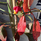 Euonymus Europaeus 'Red Cascade' | Spindle 'Red Cascade' - Height 220-270cm - 20lt