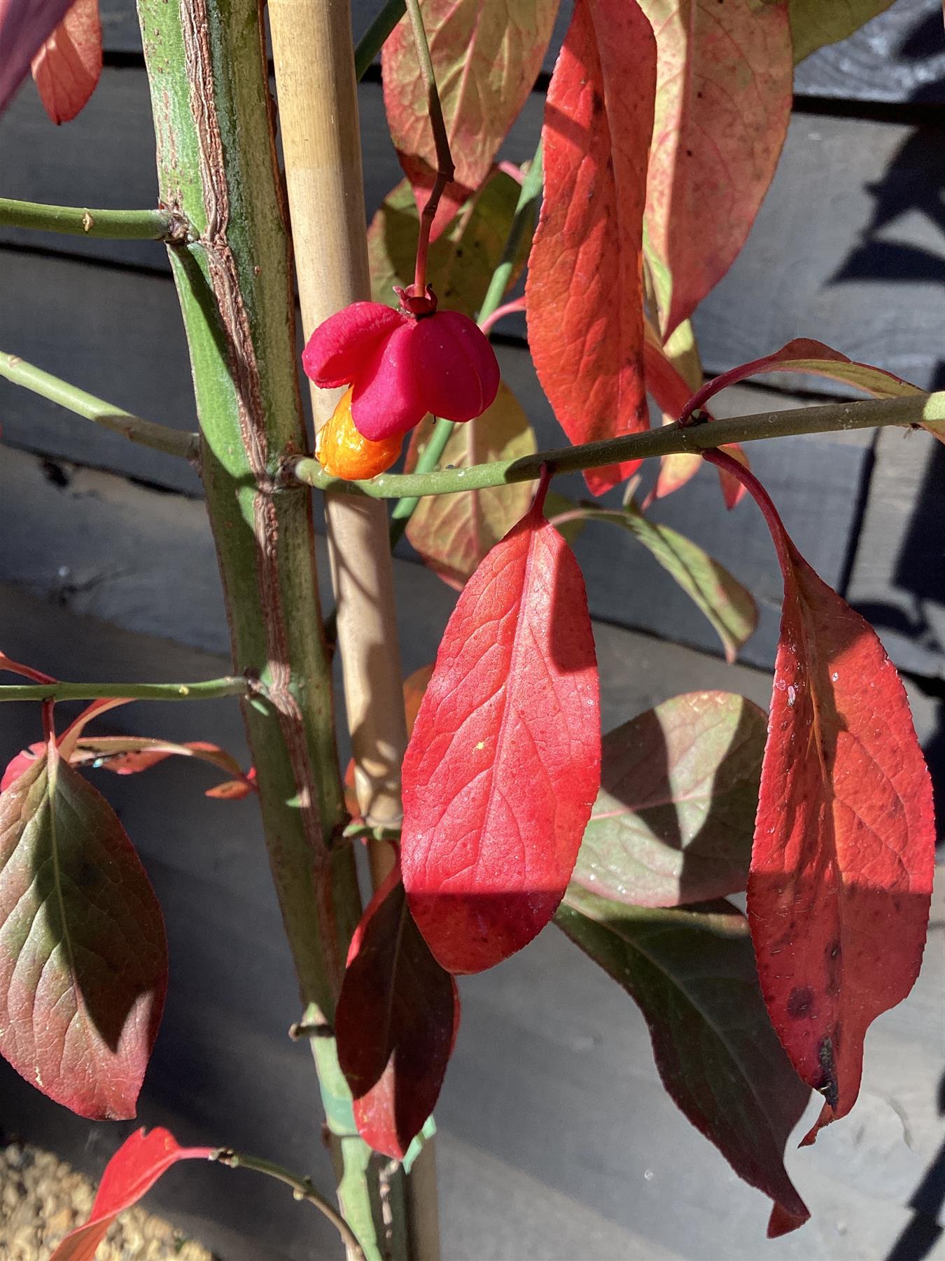 Euonymus Europaeus 'Red Cascade' | Spindle 'Red Cascade' - Height 220-270cm - 20lt