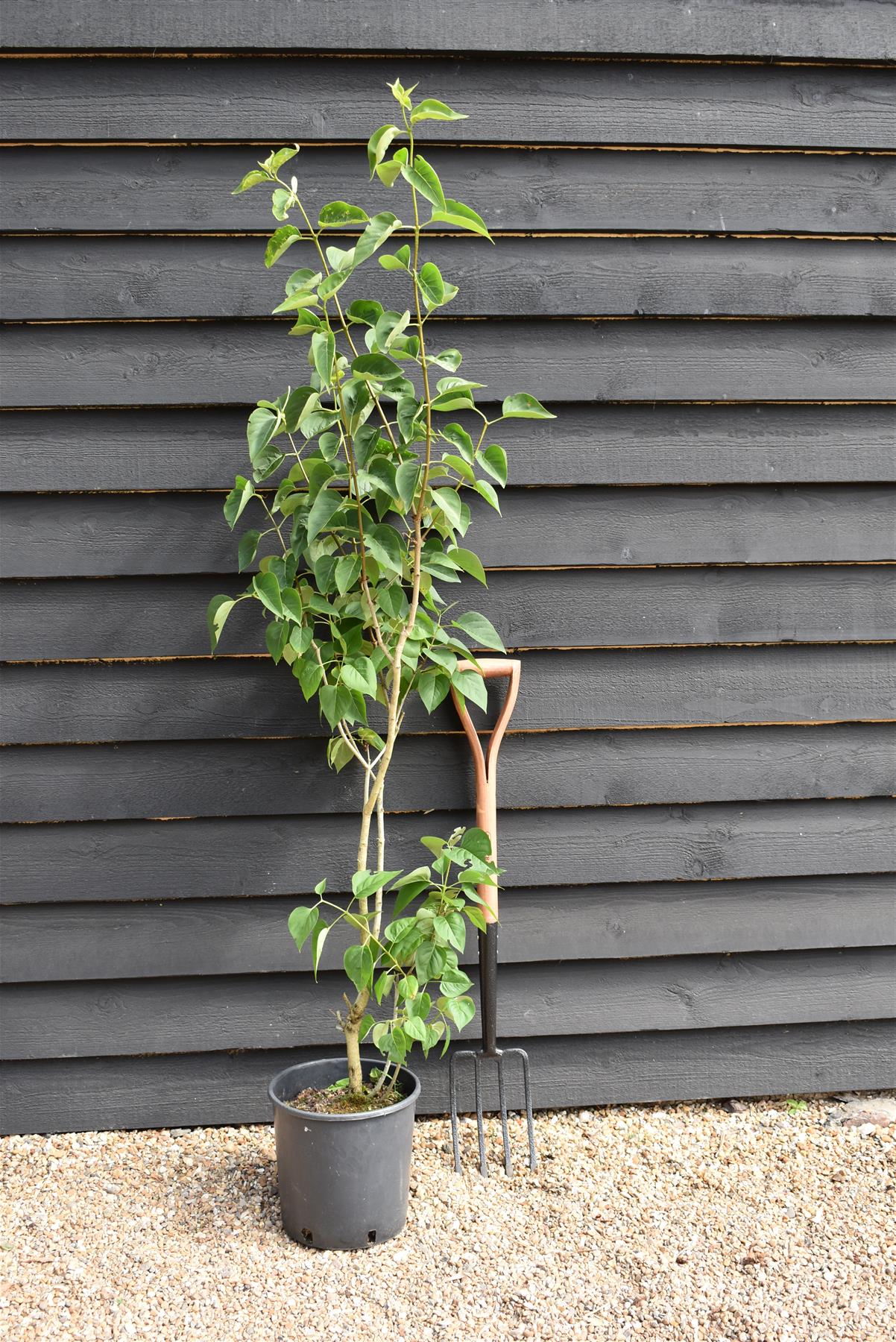 Lilac 'Madame Lemoine' | Syringa  - 80cm, 12lt