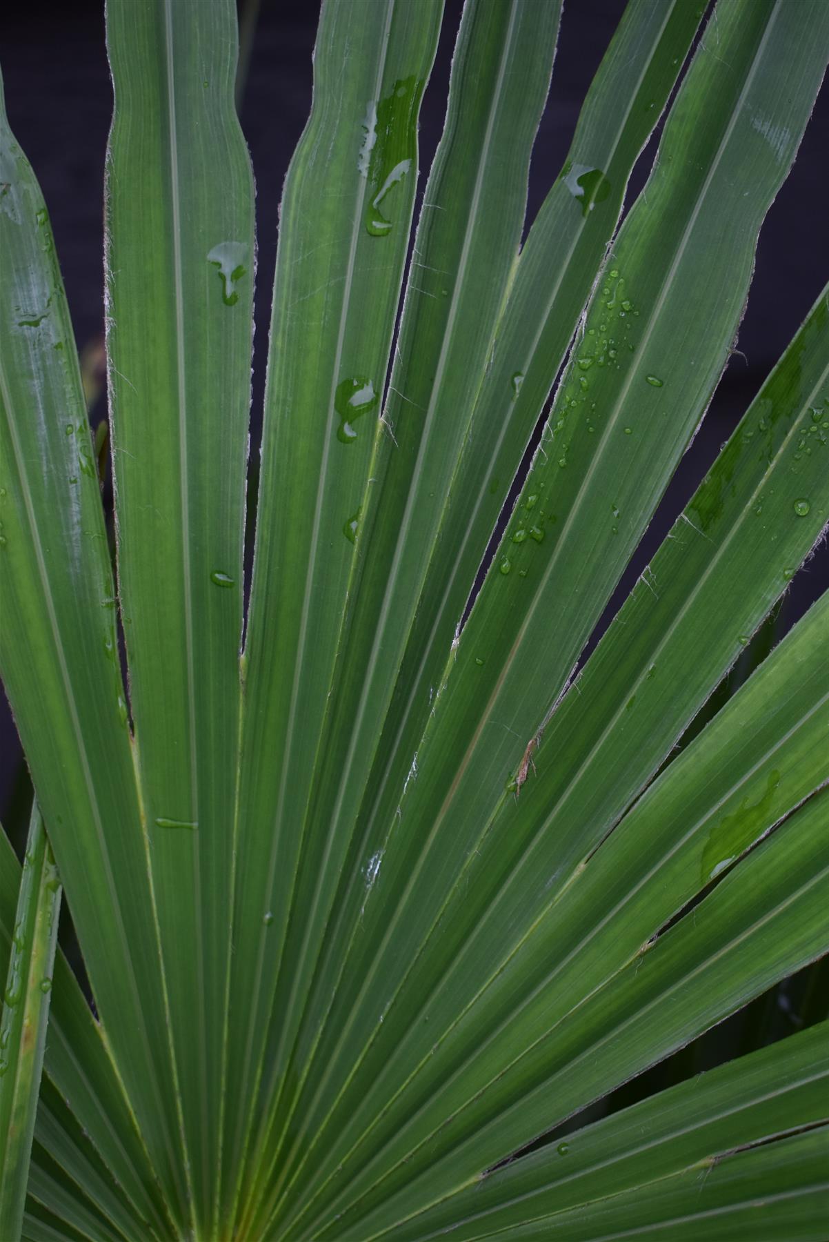 Trachycarpus fortunei | Chusan Palm - 70-90cm, 10lt