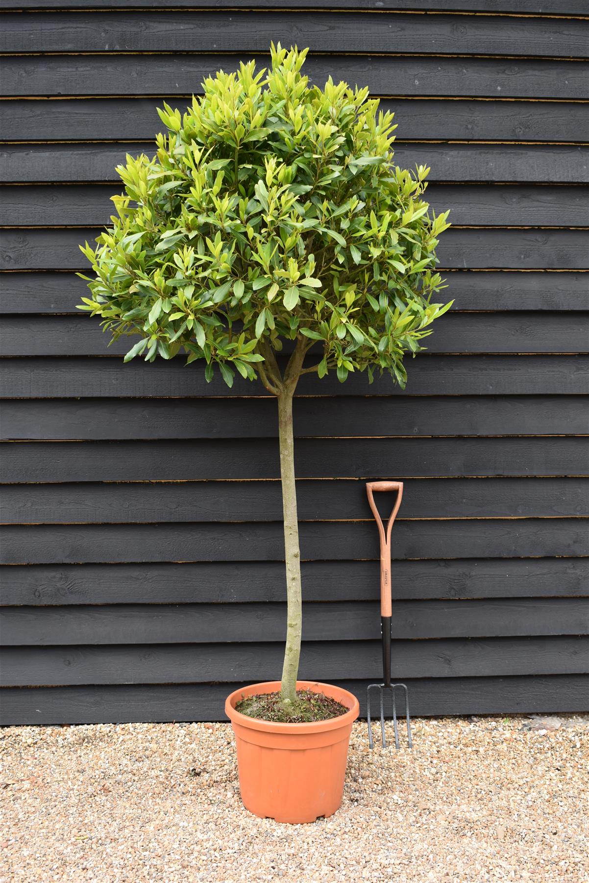 Laurus nobilis | Bay laurel - Clear Stem - 200-220cm - 45lt