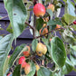 Malus 'John Downie' - Clear Stem - Standard - Girth 10-12cm - Height 310-330cm - 70lt