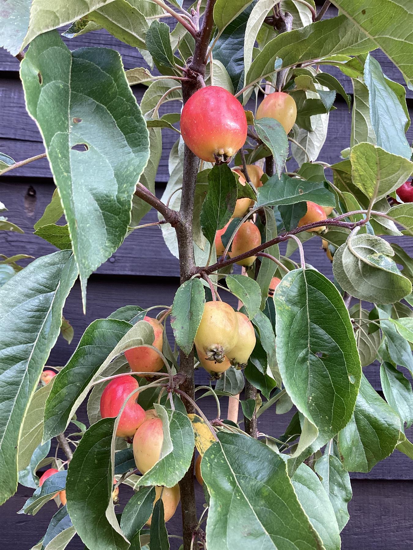 Malus 'John Downie' - Clear Stem - Standard - Girth 10-12cm - Height 310-330cm - 70lt