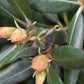 Rhododendron 'Kalinka' - Shrub - Height 60-70cm - 10lt