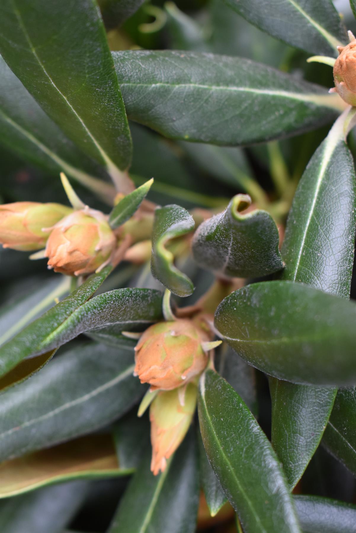 Rhododendron 'Kalinka' - Shrub - Height 60-70cm - 10lt