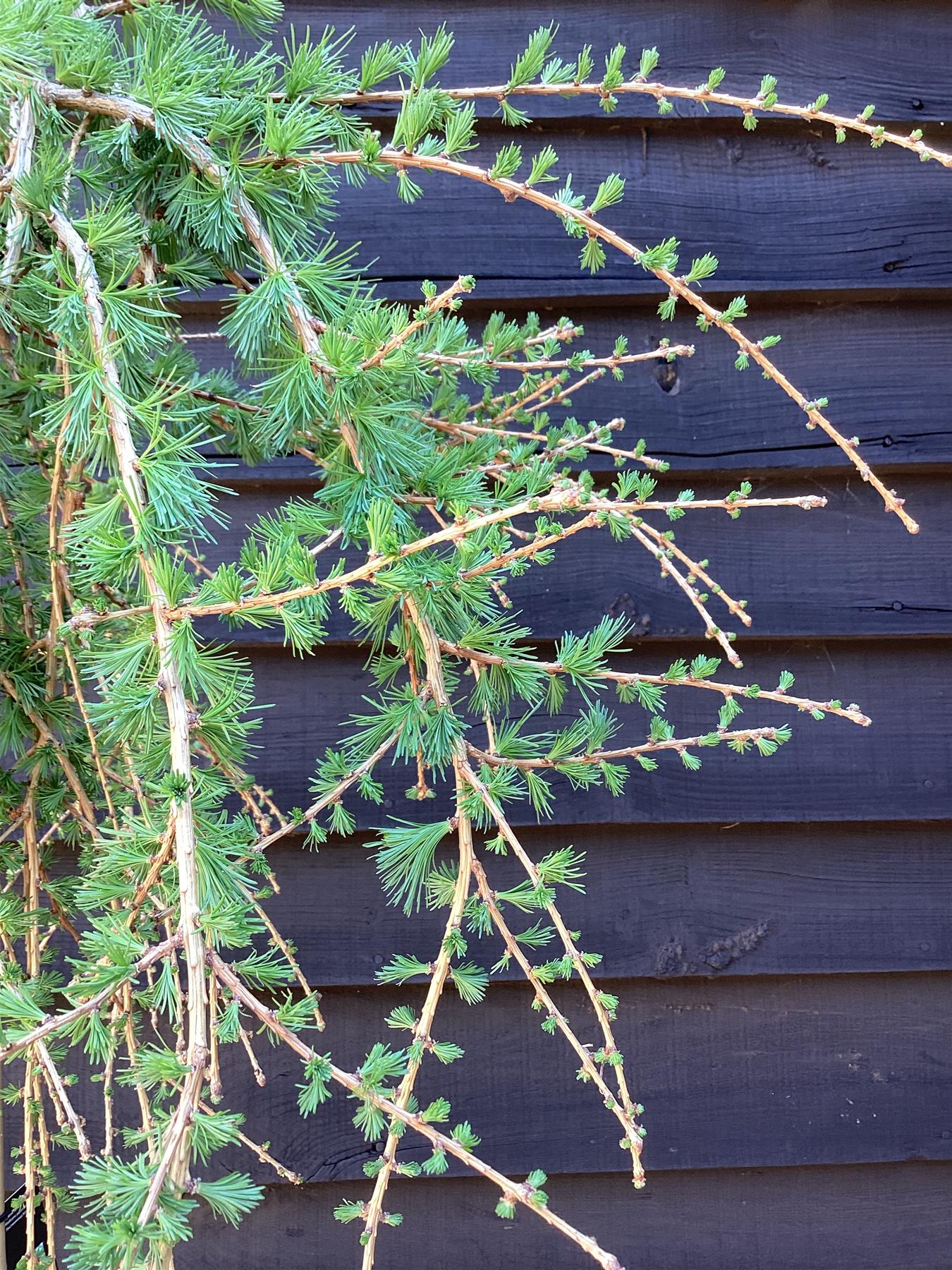 Larix decidua 'Puli' | Weeping European Larch - Clear Stem - 120-140cm - 35lt