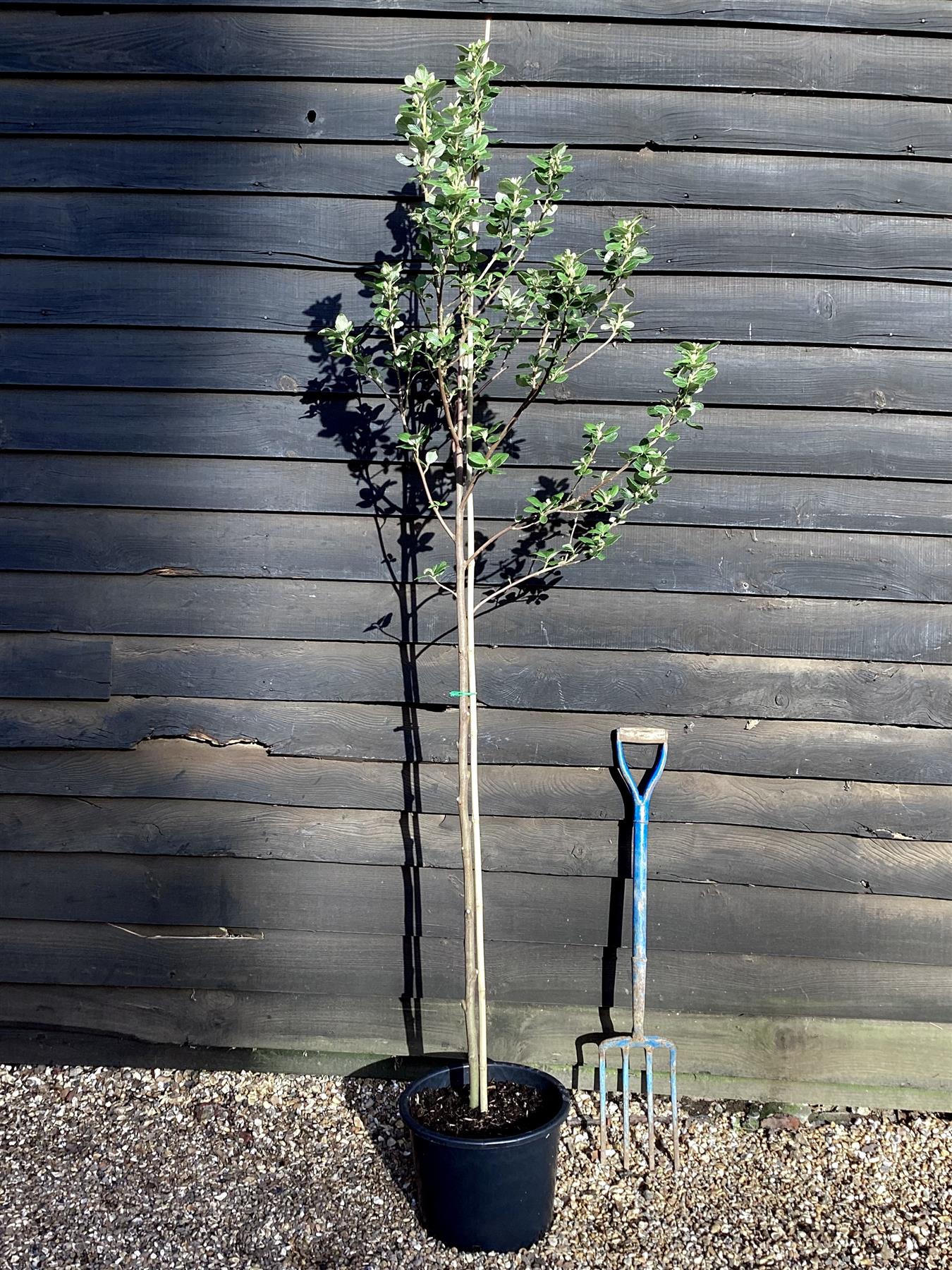 Ceanothus Trewithen Blue | Californian lilac 'Trewithen Blue' - 200-220cm, 20lt