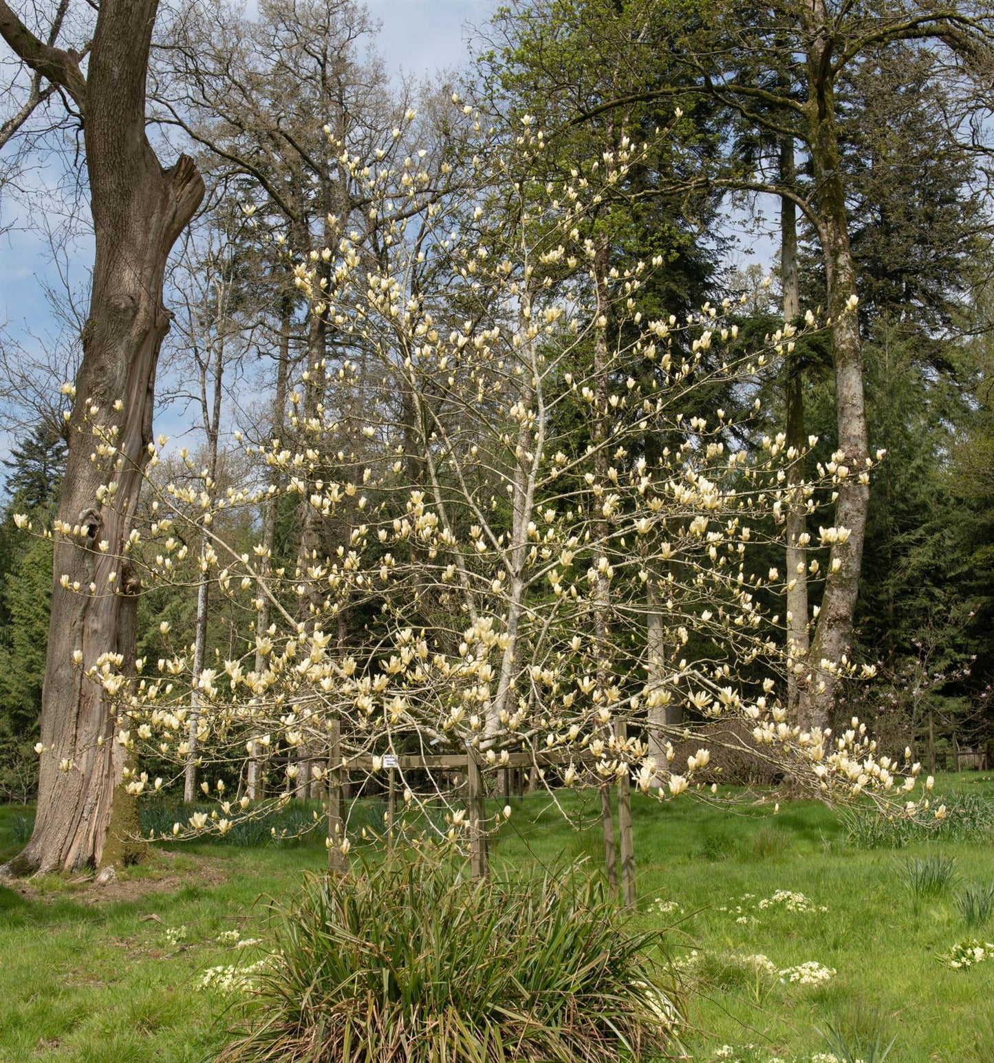 Magnolia Yellow River - Bush - Height 160-180cm - 55lt