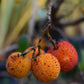 Arbutus Unedo Compacta | Strawberry Tree - Shrub - 60-90cm - 12lt