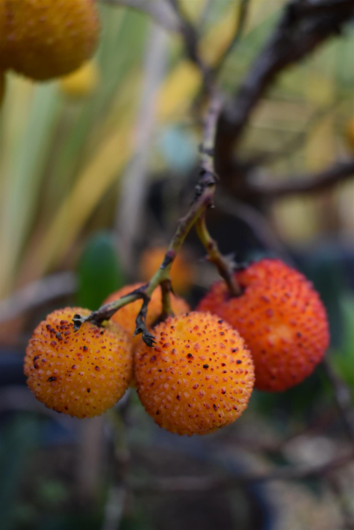 Arbutus Unedo Compacta | Strawberry Tree - Shrub - 60-90cm - 12lt