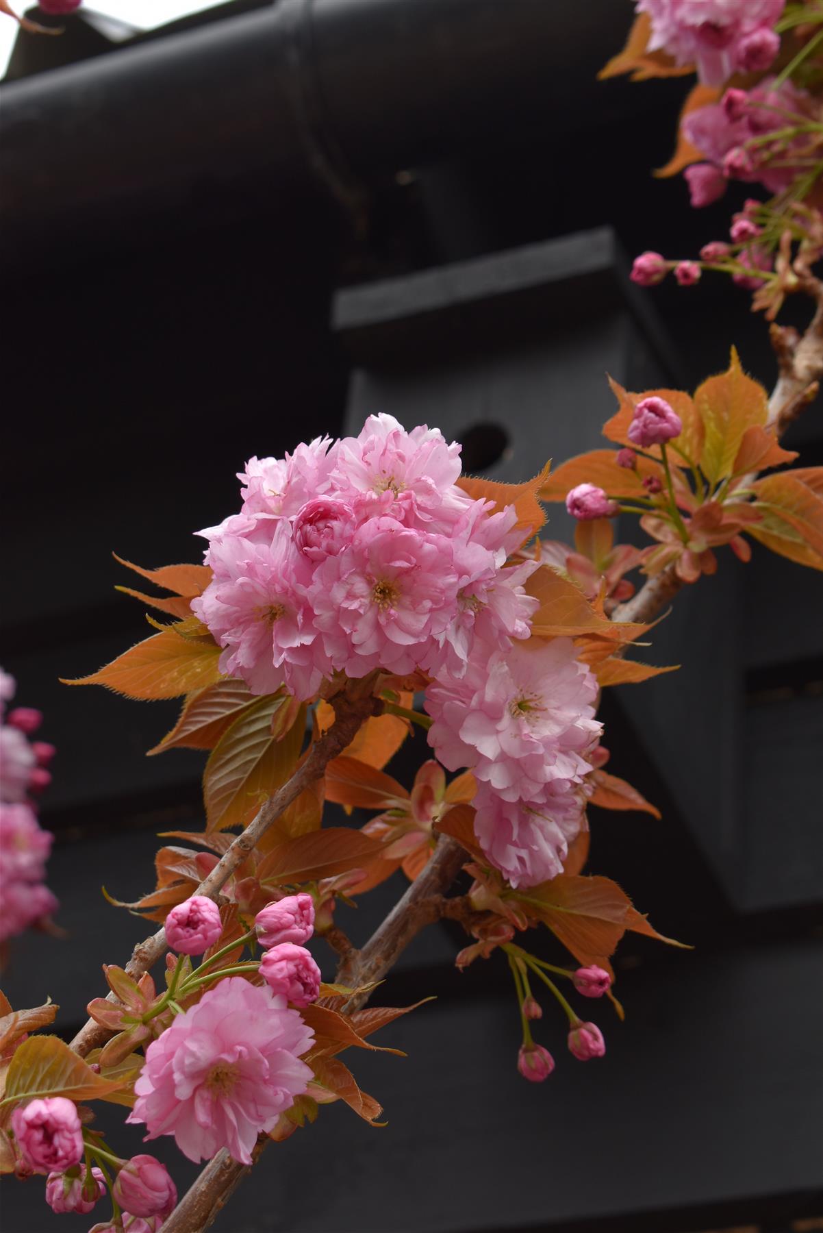 Prunus 'Kanzan' Standard | Cherry ‘Kanzan’ - Standard - Girth 8-10cm - Height 310-330cm - 30lt