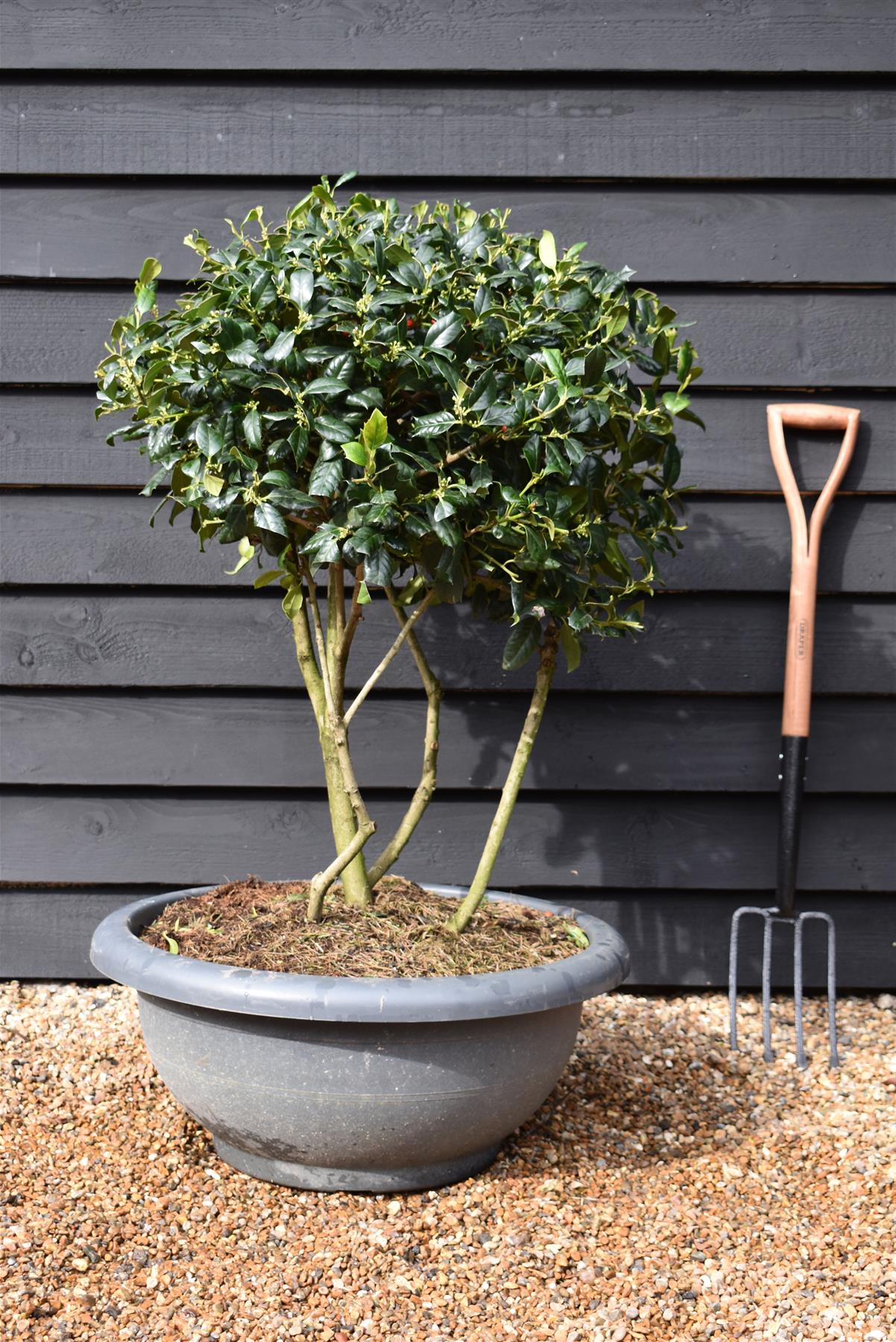 Ilex 'Nellie R. Stevens' | Holly 'Nellie R. Stevens' - Multistem - 100-120cm - 90lt