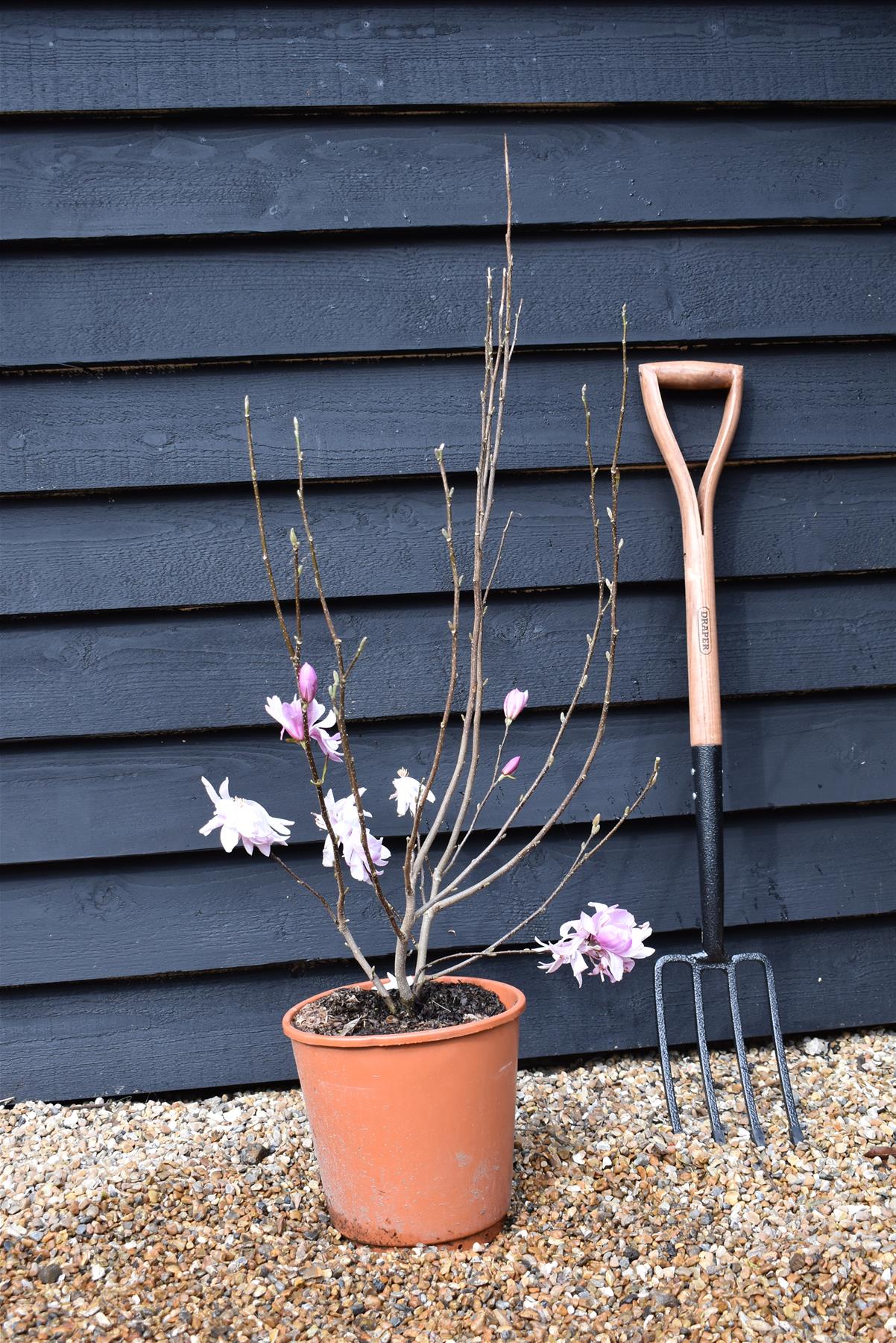 Magnolia 'Leonard Messel' - 100-140cm - 10lt