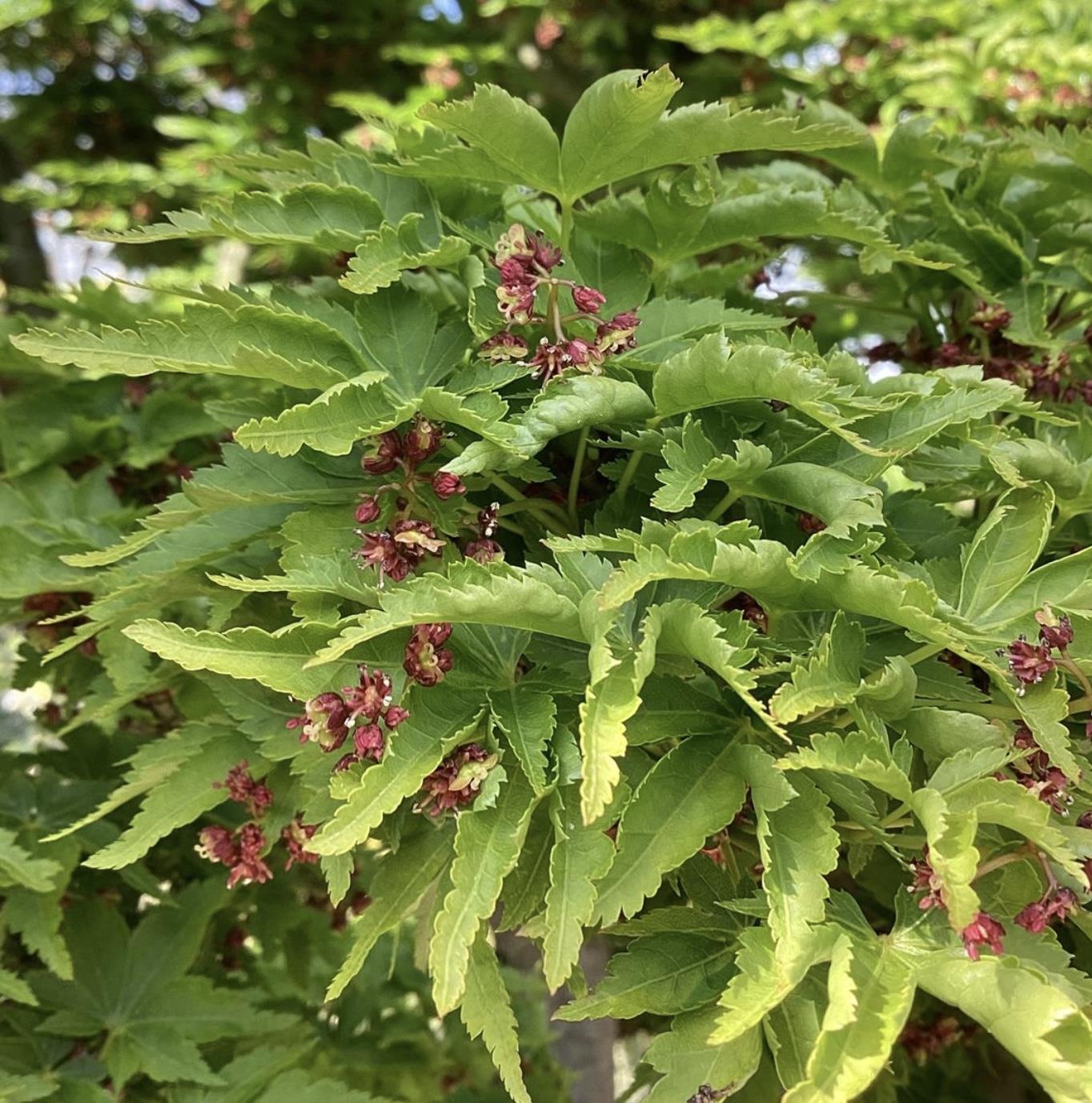 Acer palmatum 'Crispifolium'  (Shishi Gashira Maple) - 130cm, 45lt