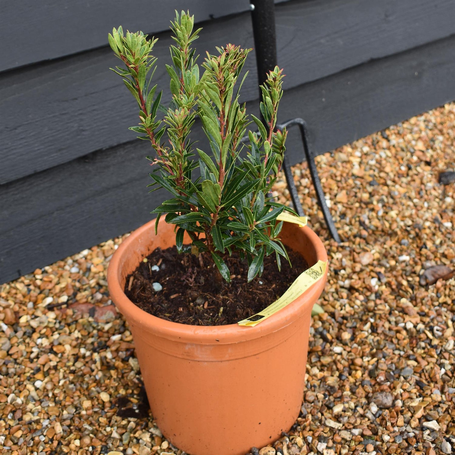 Arbutus unedo mercurius 'Bocarm' | Strawberry Tree - Compact shrub - Height 20-30cm - 10lt