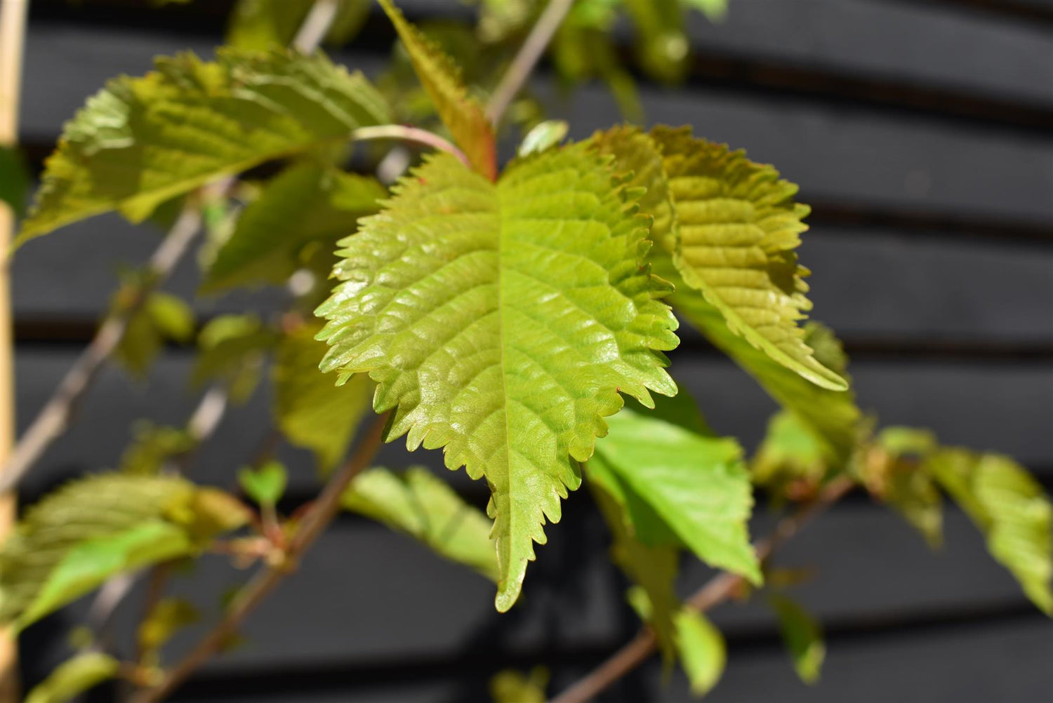 Prunus Avium Plena | Wild Cherry Tree, Clear Stem - 170-200cm, 10lt