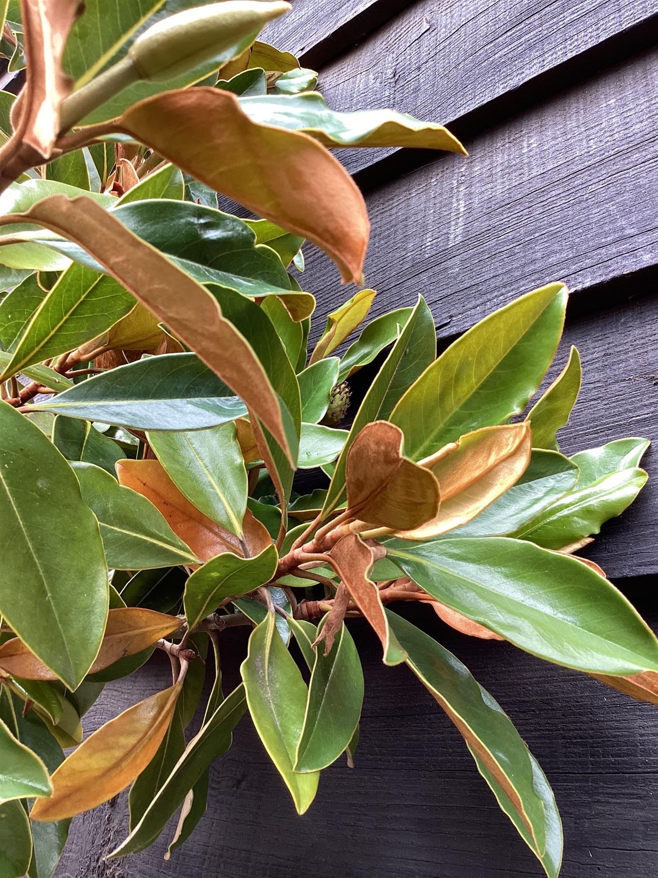 Magnolia Grandiflora Little Gem | Southern Magnolia ‘Little Gem’ - 300-320cm, 30lt