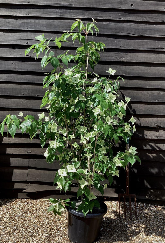 Cornus kousa 'Milky Way' | Dogwood 'Milky Way' - 25lt