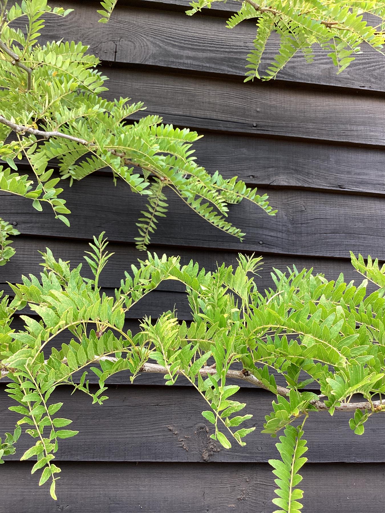 Gleditsia triacanthos Sunburst | Honey Locust 'Sunburst' - 400-420cm, 50lt