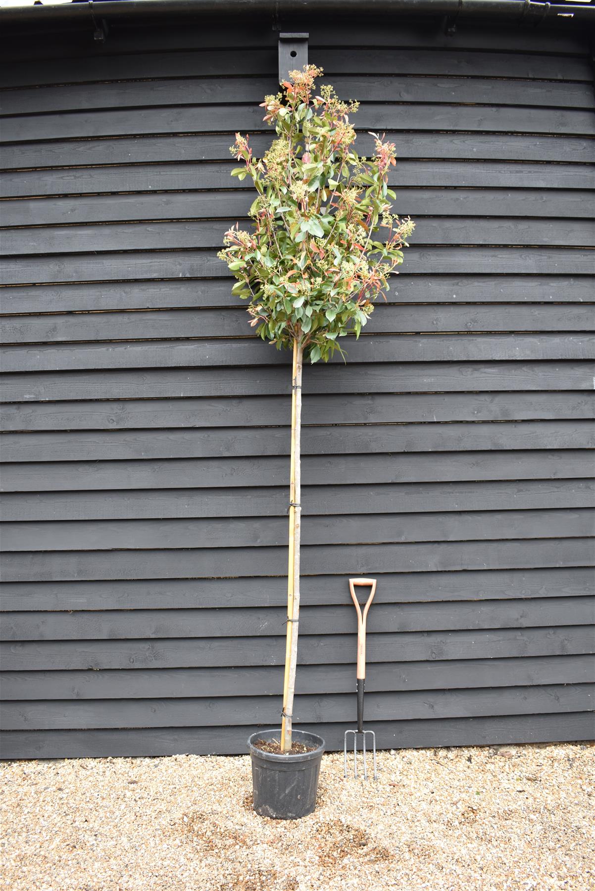 Photinia x fraseri Red Robin - Clear Stem - Height 250cm - 25lt