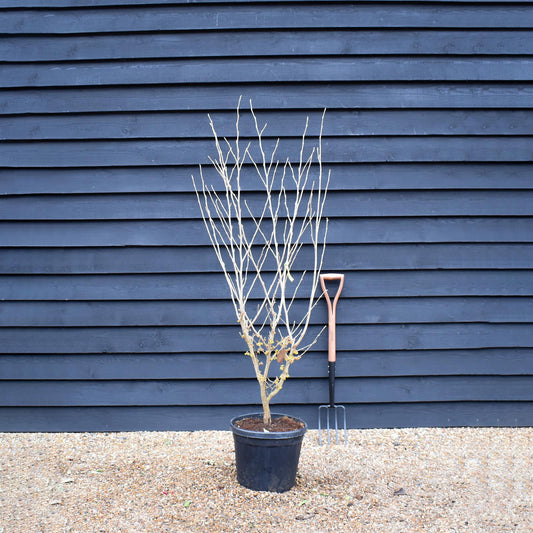 Hamamelis x intermedia 'Arnold Promise' | Witch hazel - Height 130-160cm - 25lt