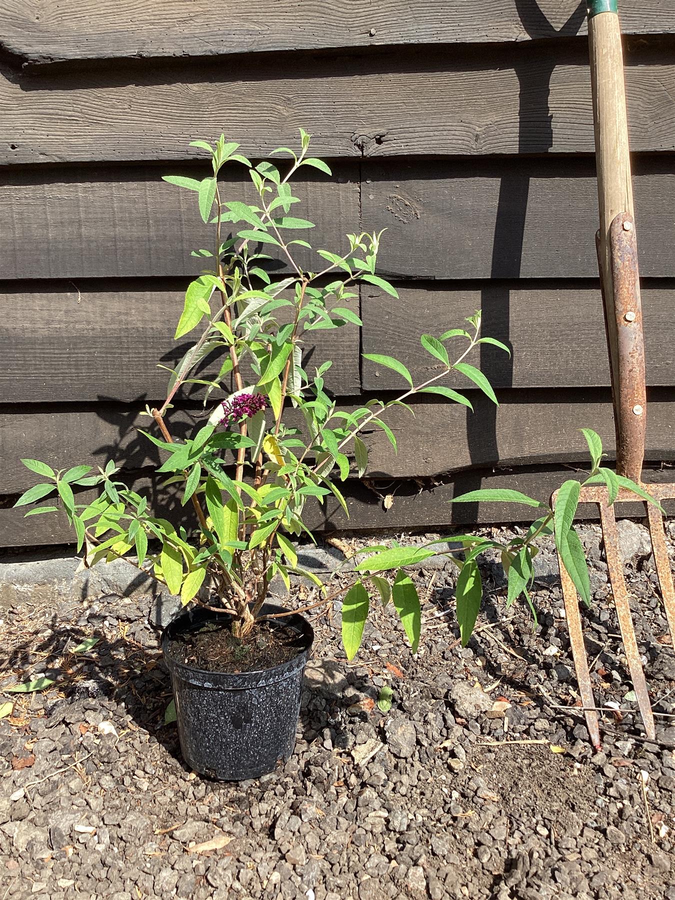 Buddleja Royal Red | Butterfly Bush - 10-30cm, 2lt