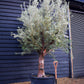 Olive Tree | Olea Europea - Specimen  - Forking branches - Height 250 -300 cm - 280lt