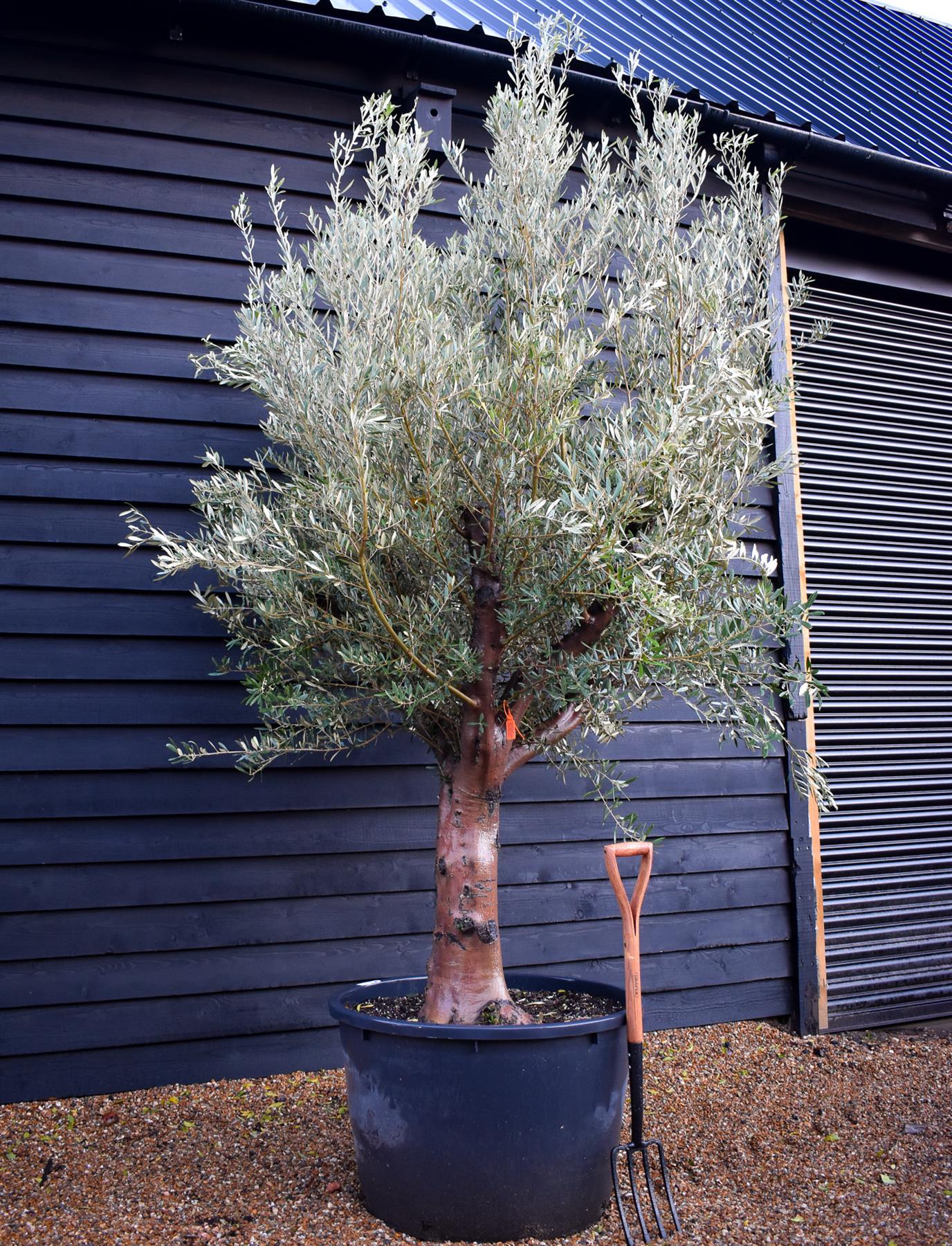 Olive Tree | Olea Europea - Specimen  - Forking branches - Height 250 -300 cm - 280lt