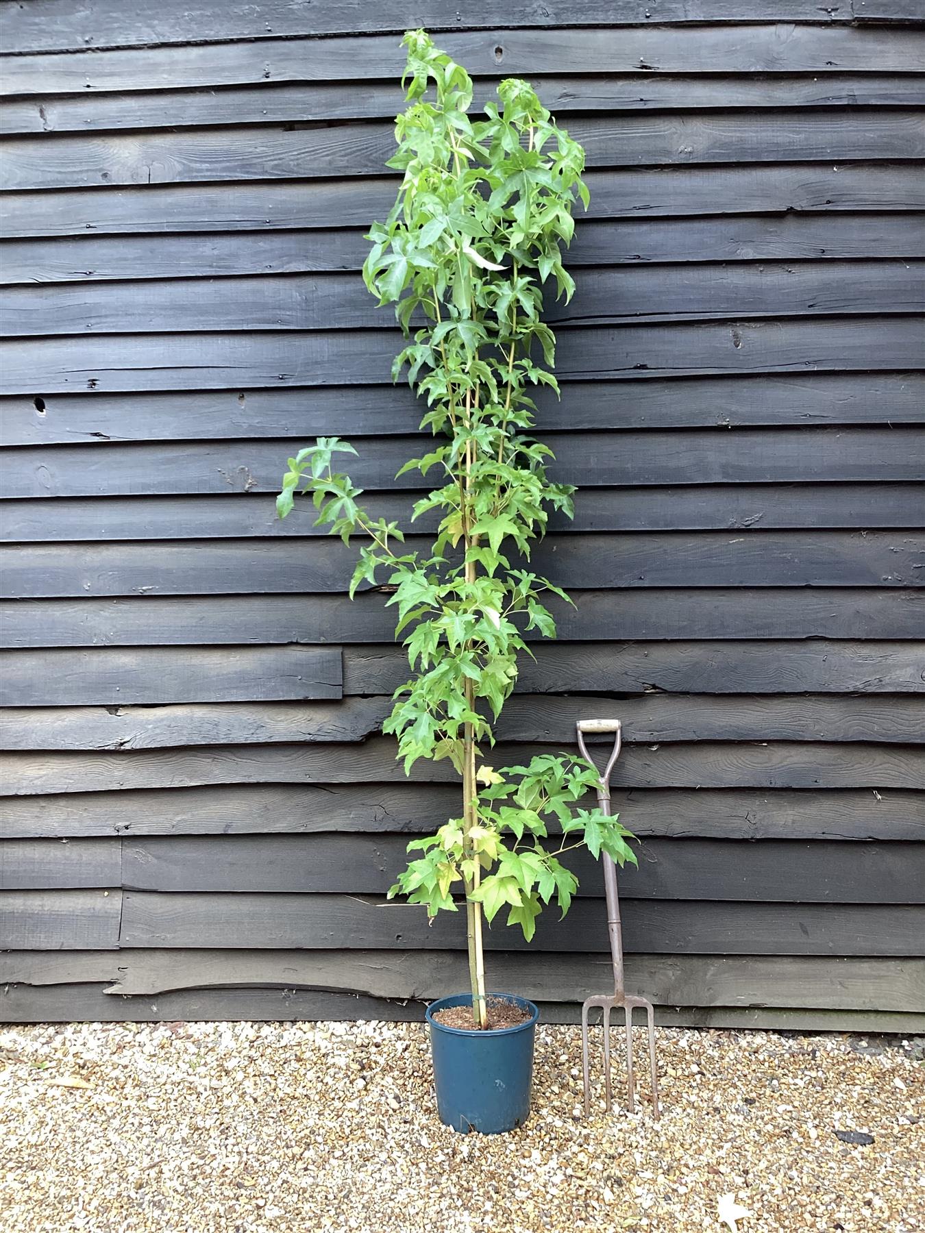 Liquidambar styraciflua 'Lane Roberts' | Sweet Gum 'Lane Roberts' - 140-180cm, 10lt