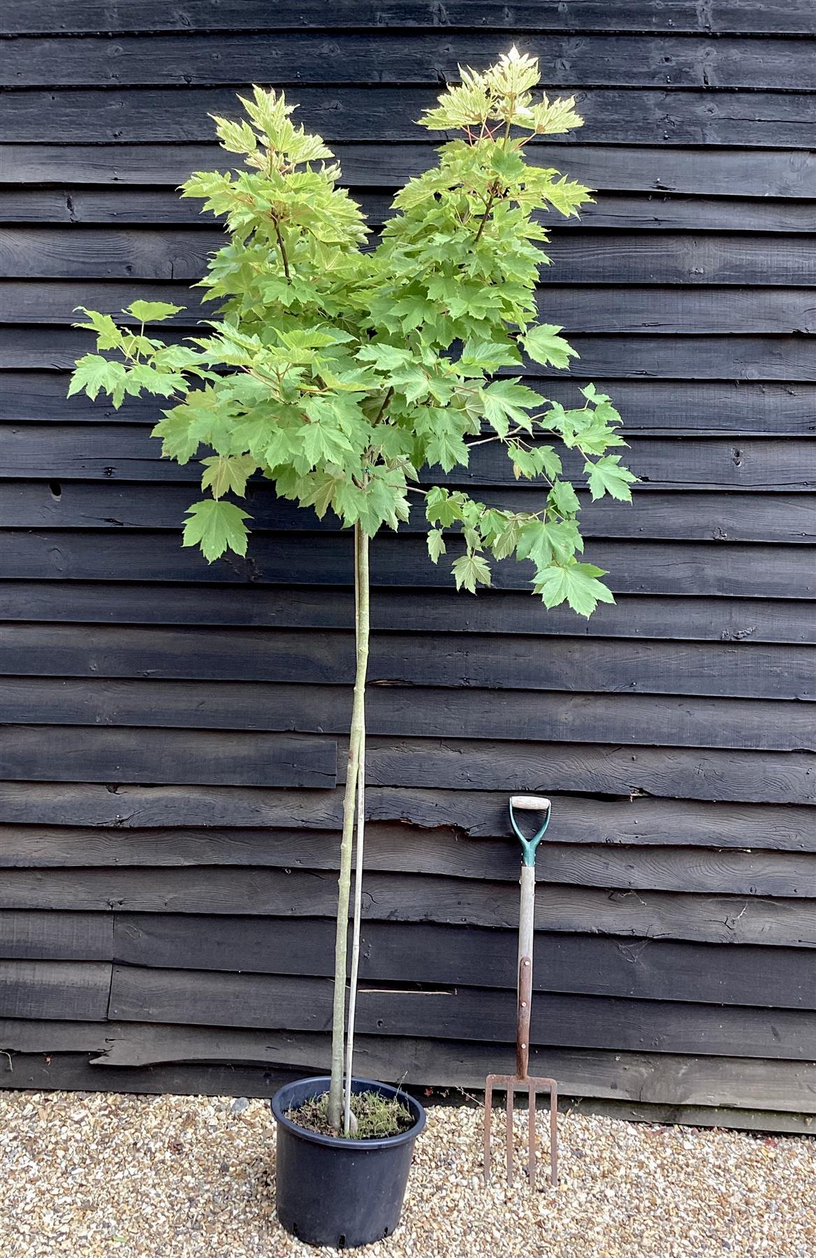 Acer pseudoplatanus 'Brilliantissimum' | Shrimp-Leaved Sycamore - 200-220cm, 30lt