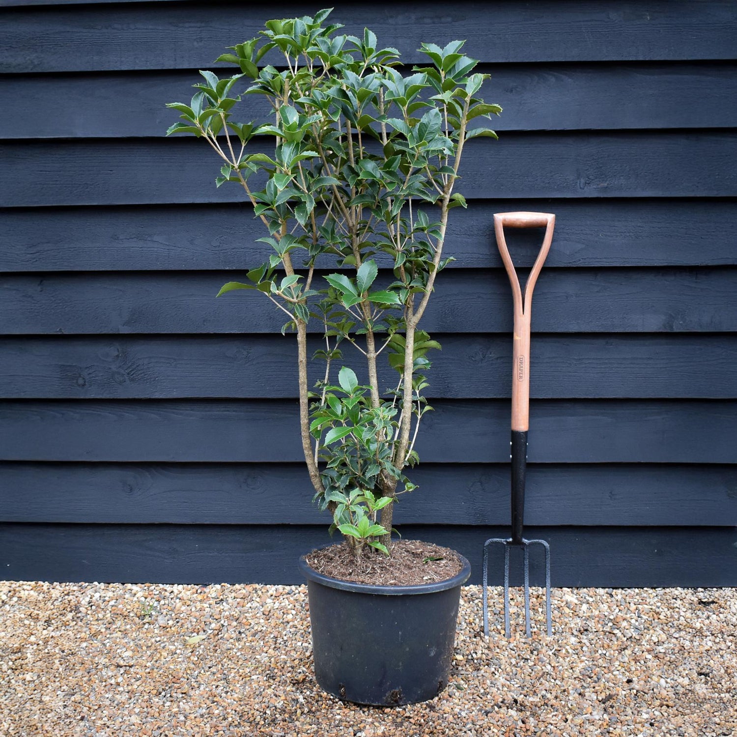 Osmanthus heterophyllus | Holly Olive - Shrub - Height 110-130cm - 20lt