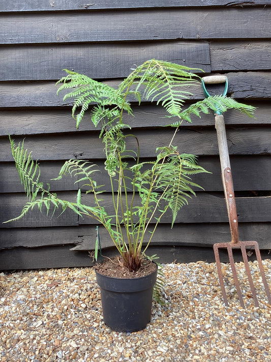 Dicksonia antarctica | Australian tree fern - 70-80cm - 7lt