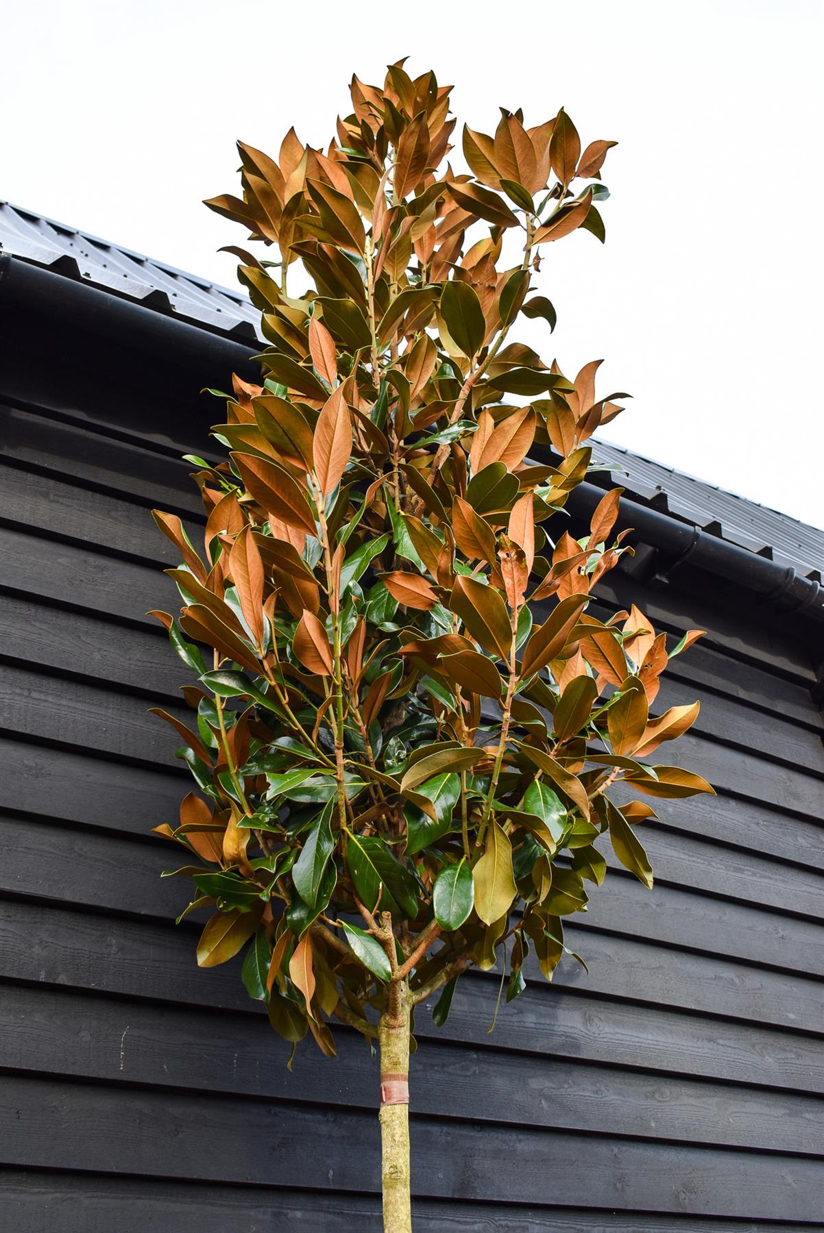 Magnolia grandiflora | Evergreen Magnolia - Standard - Clear Stem - Girth 12-14cm - Height 340-360cm - 130lt