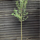 Amelanchier x grandiflora 'Robin Hill' - Clear Stem - Standard - Girth 8-10cm - 310-320cm - 35lt