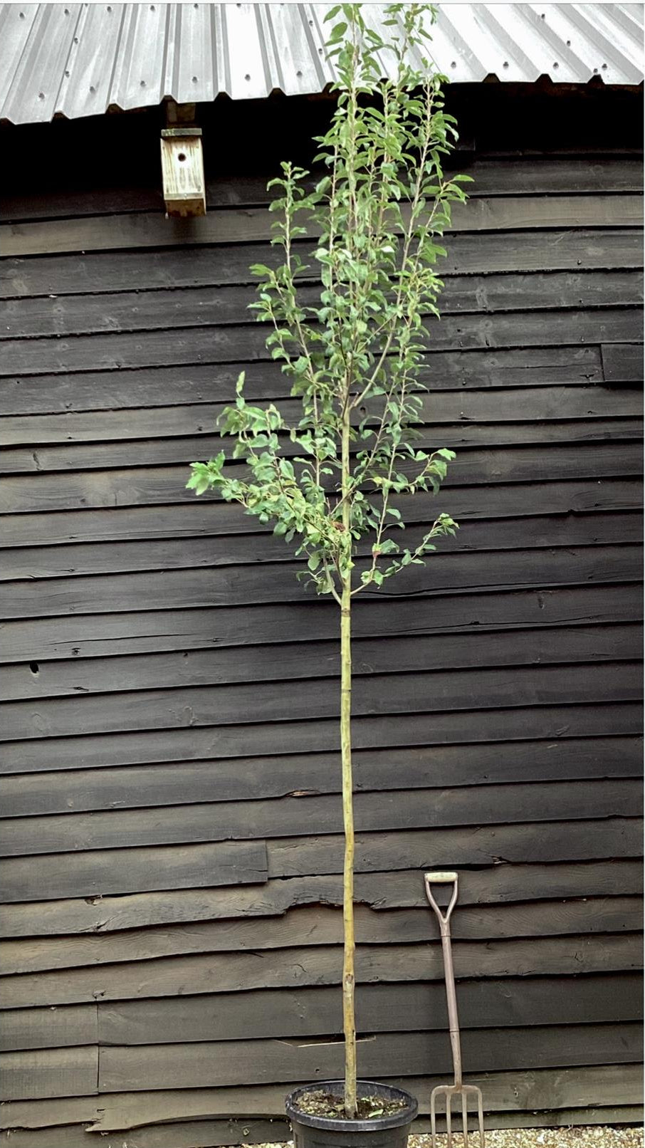 Amelanchier x grandiflora 'Robin Hill' - Clear Stem - Standard - Girth 8-10cm - 310-320cm - 35lt