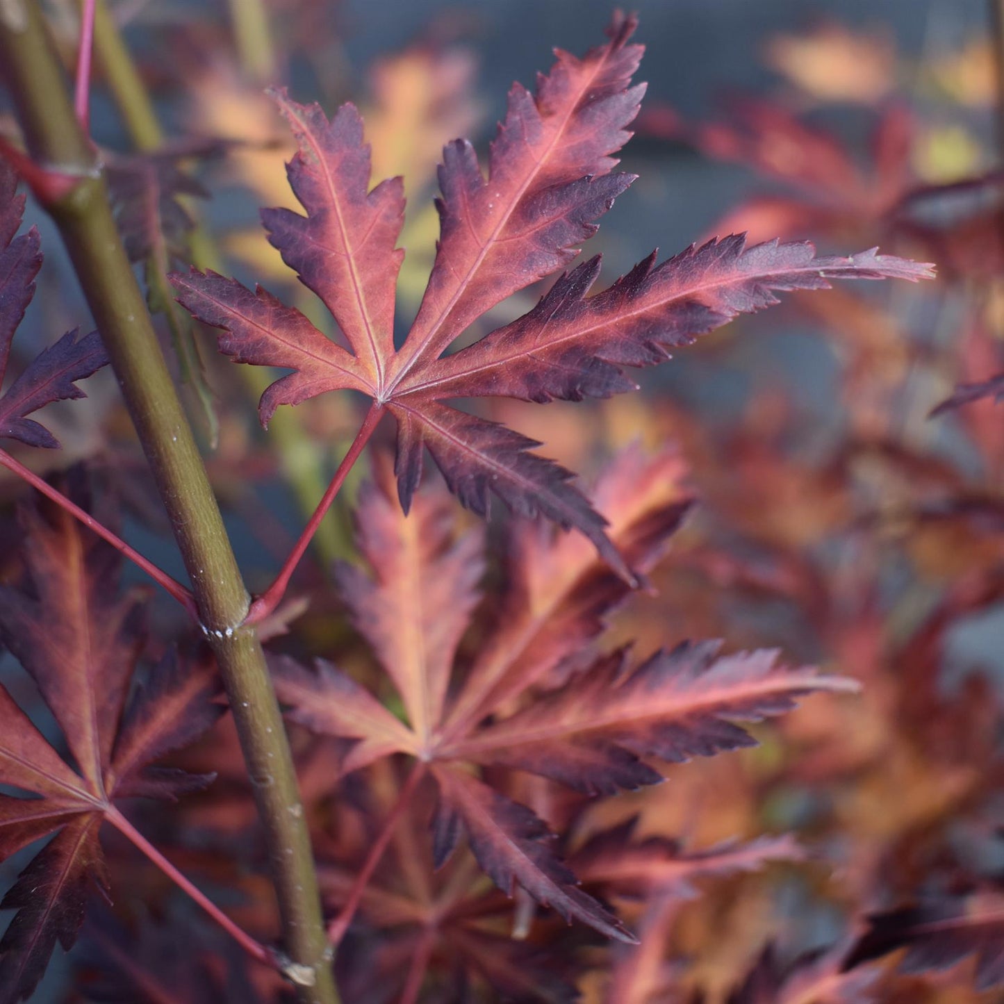 Japanese Maple | Acer palmatum 'Orange Lace' - Bushy - Height 100-130cm - 18-20lt