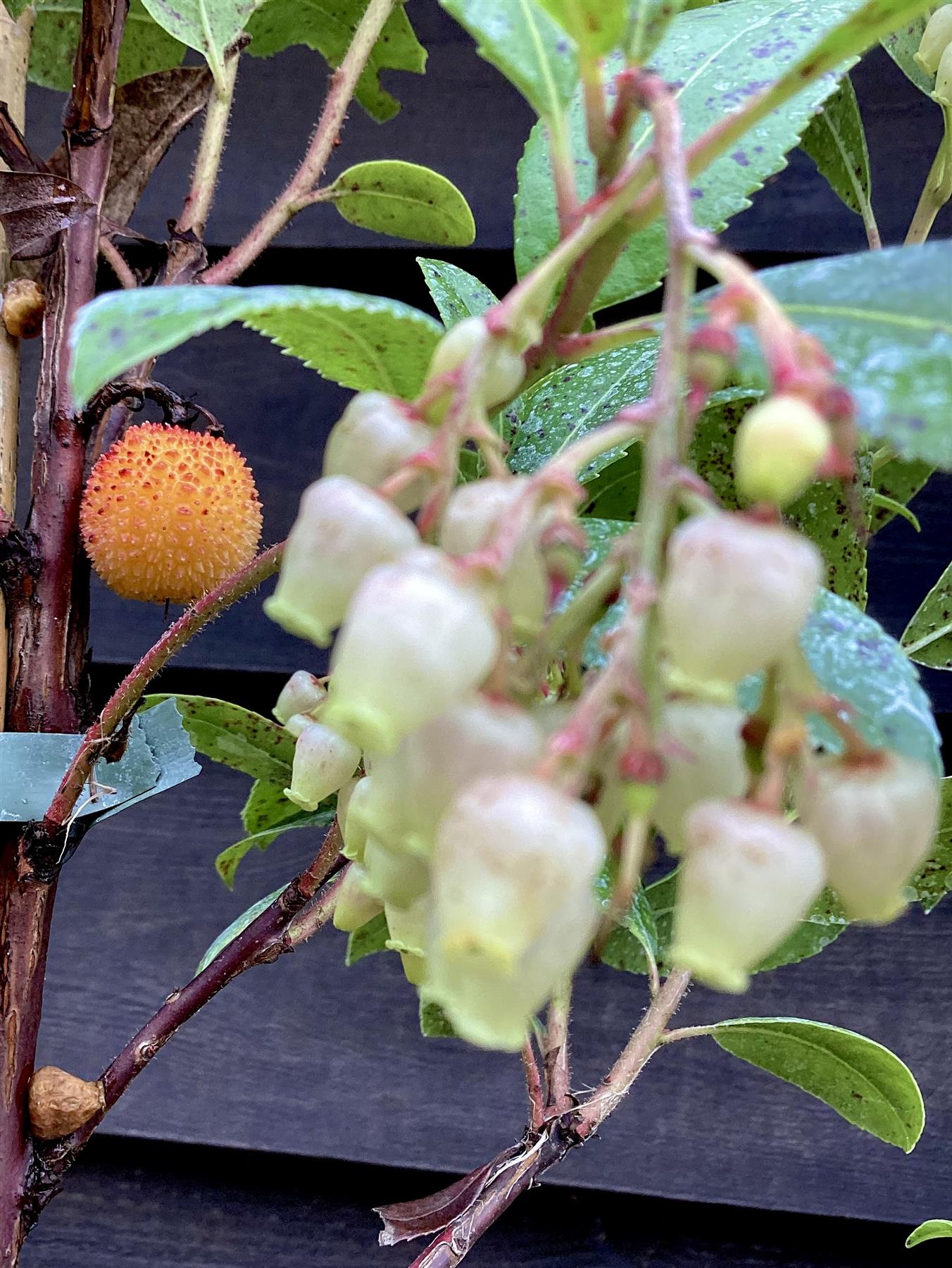 Arbutus Unedo Compacta | Strawberry Tree - Shrub - 10-20cm - 3lt