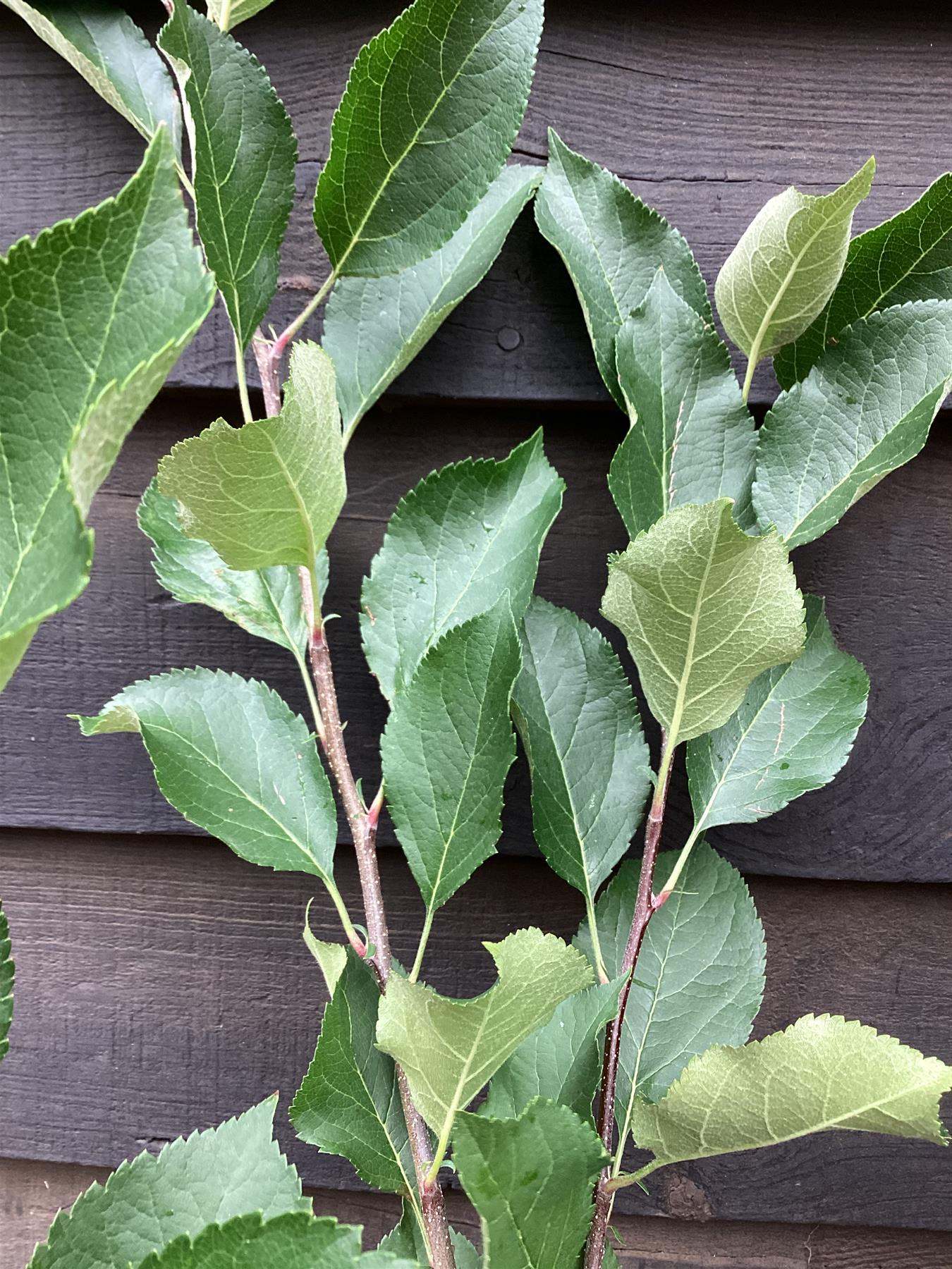 Apple tree 'Red Falstaff' | Malus domestica - MM106 - Semi-Dwarfing - 140-160cm - 10lt