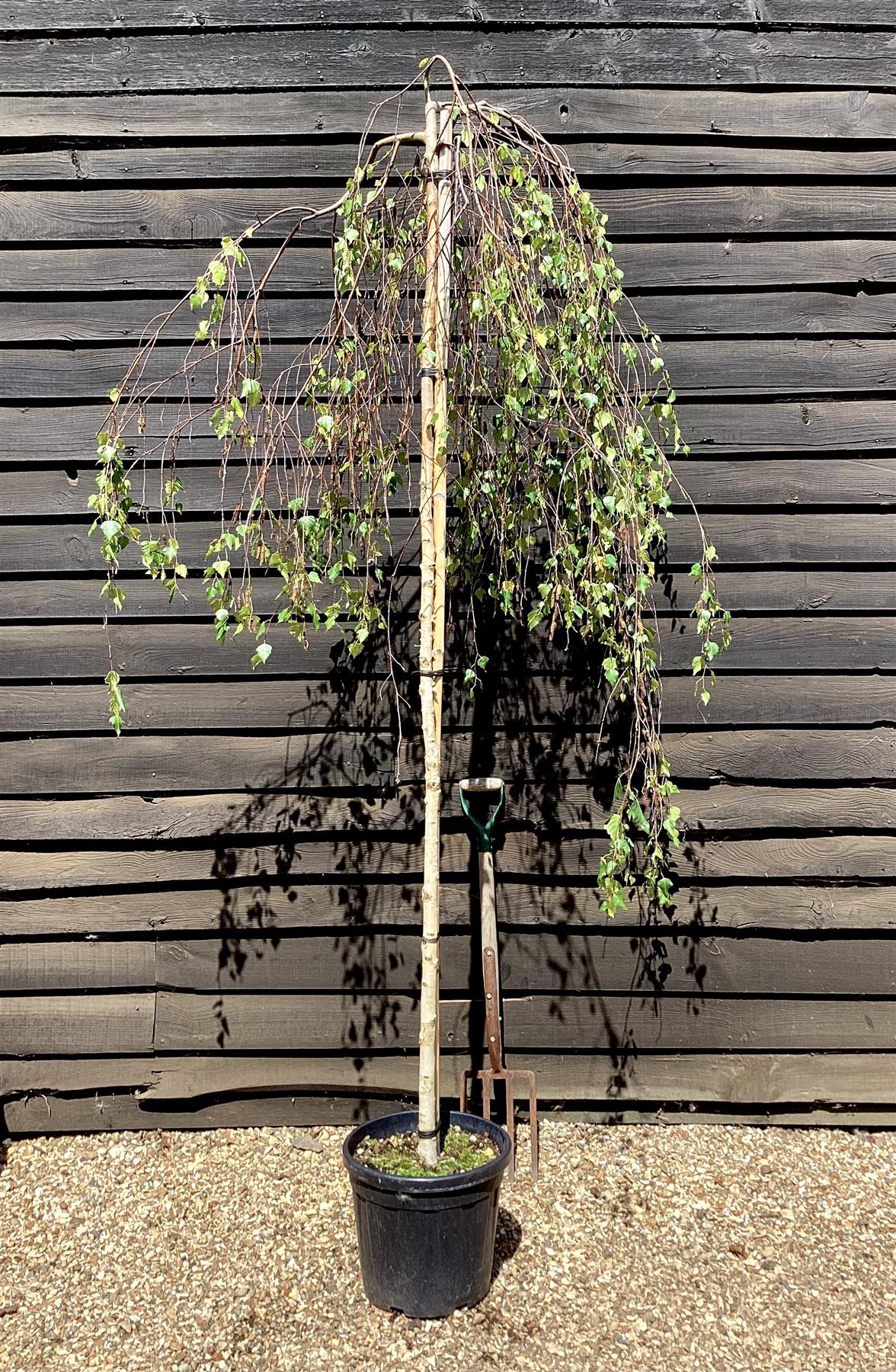 Betula pendula Youngii | Young’s Weeping Birch - 200-240cm, 35lt