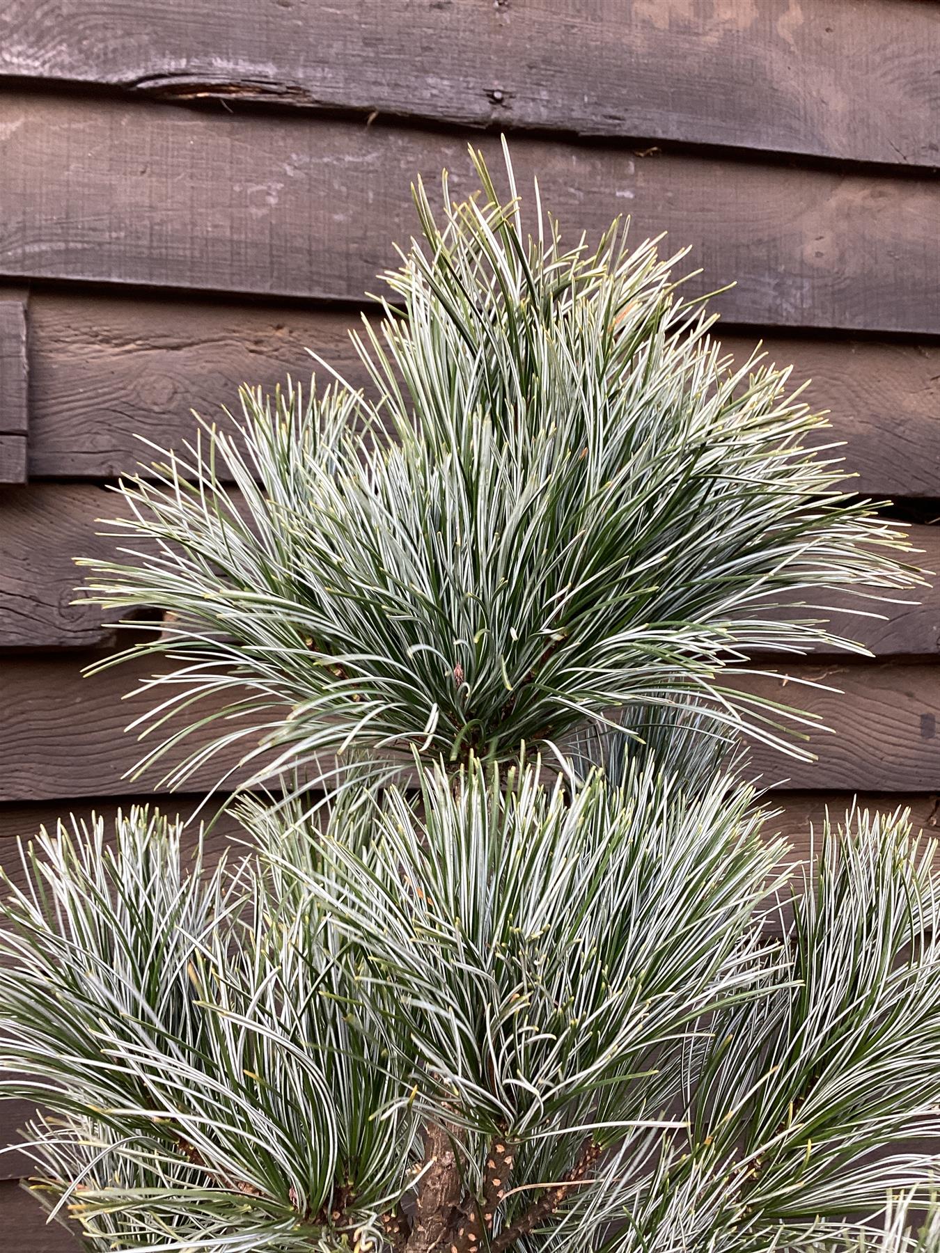 Pinus koraiensis 'Silveray' | Silveray Korean Pine - Height 90cm - Width 70-80cm - 18lt