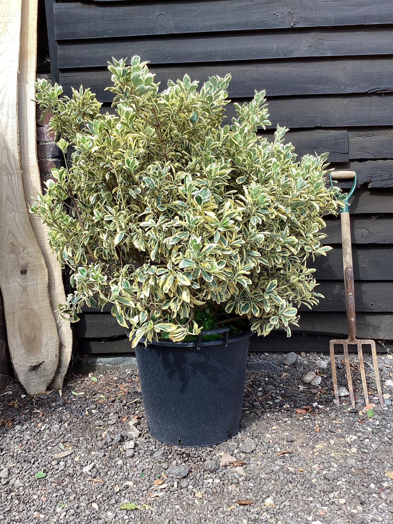 Euonymus Japonicus 'Bravo' - 120/160cm, 50lt